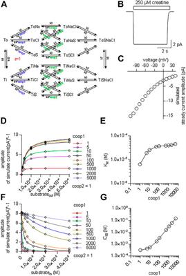 Cooperative Binding of Substrate and Ions Drives Forward Cycling of the Human Creatine Transporter-1